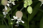 Balkan catchfly